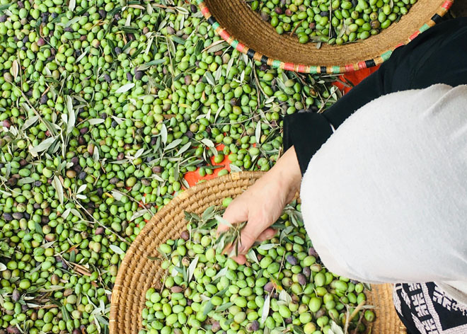 Özenle Seçilmiş Zeytinler